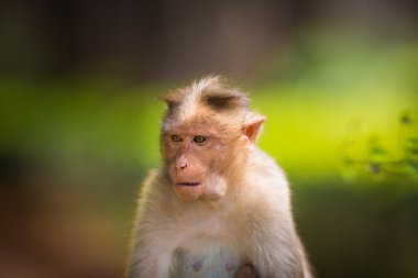 Kaporta makak, Banyan ağacı asker parçası.