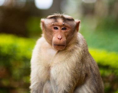 Kaporta makak, Banyan ağacı asker parçası.