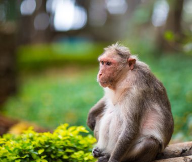 Bonnet Macaque India.