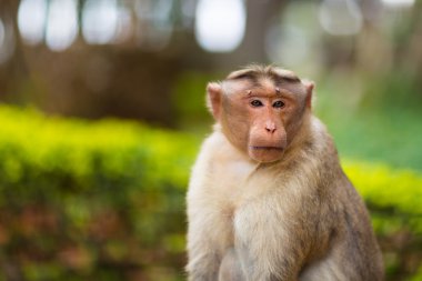 Kaporta makak, Banyan ağacı asker parçası.