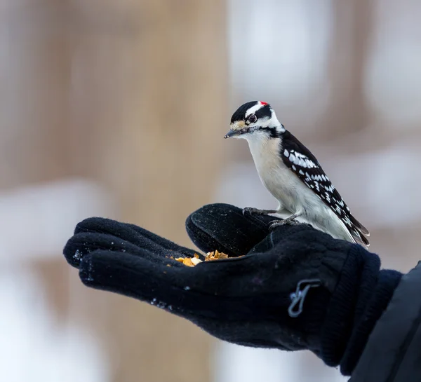 Pequeño Activo Downy Woodpecker Una Vista Familiar Los Comederos Los — Foto de Stock