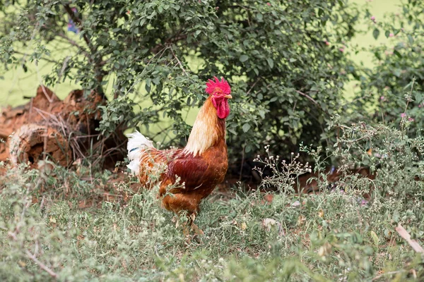 Beau Village Errant Dans Les Rues Inde Ces Oiseaux Errent — Photo