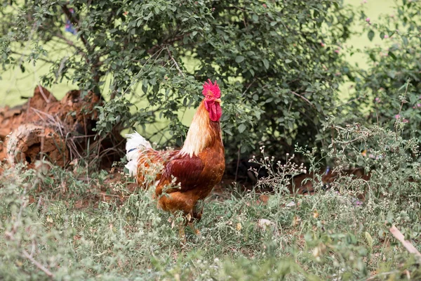 Dorfhahn Auf Den Straßen Indiens Diese Vögel Streifen Normalerweise Mit — Stockfoto