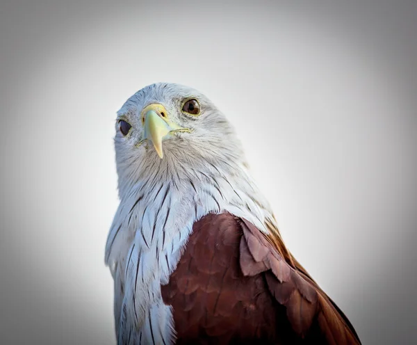 Águila Calva Vuelo —  Fotos de Stock