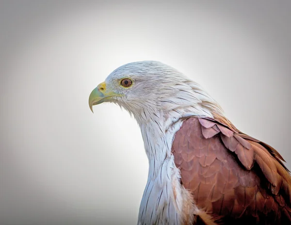 Cometa Bahameña Posó Alto Una Cornisa Bangalore Estas Aves Son — Foto de Stock