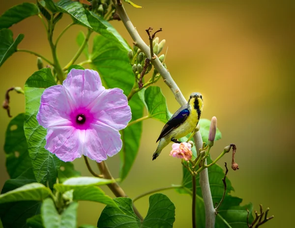 Purple Rumped Sunbird Endemic Indian Subcontinent Other Sunbirds Small Size — Stock Photo, Image