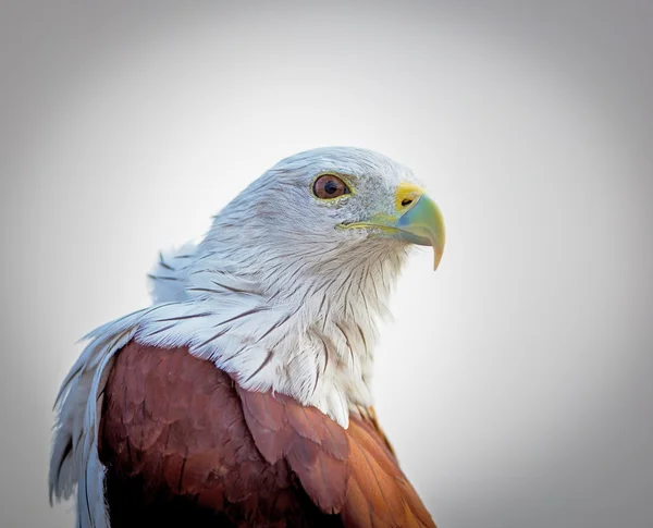 Cometa Bahameña Posó Alto Una Cornisa Bangalore Estas Aves Son —  Fotos de Stock