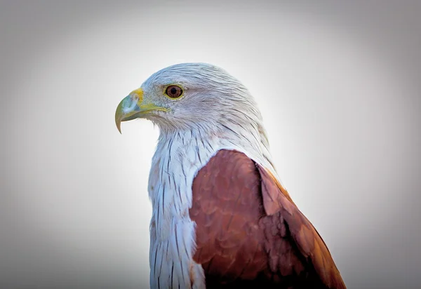 Cometa Bahameña Posó Alto Una Cornisa Bangalore Estas Aves Son — Foto de Stock