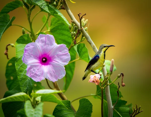 Purple Rumped Sunbird Endemic Indian Subcontinent Other Sunbirds Small Size — Stock Photo, Image