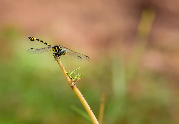 金环绕蜻蜓是细长的黑色和黄色条纹腹部的惊人标本 这个物种是普遍 但在印度班加罗尔附近拍摄到了这些 — 图库照片