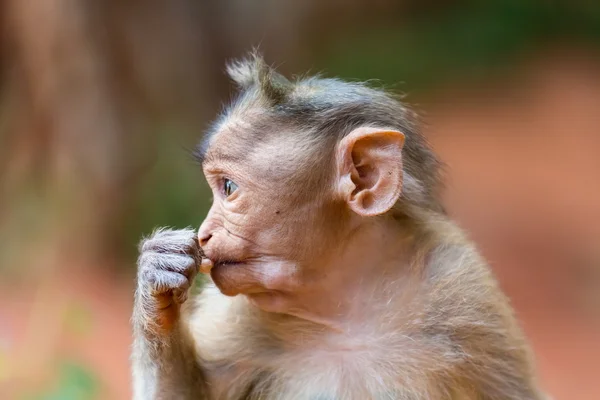 Haubenmakaken-Indianer. — Stockfoto