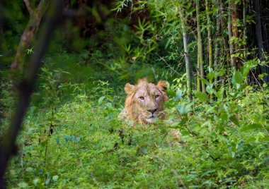 Asya aslan inanılmaz Hindistan.