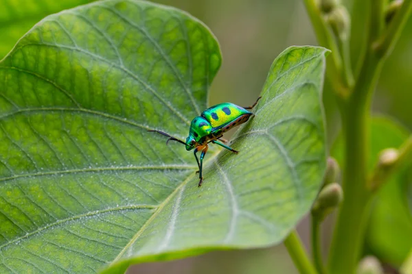 Ett Makro Skott Fluga Ett Löv — Stockfoto