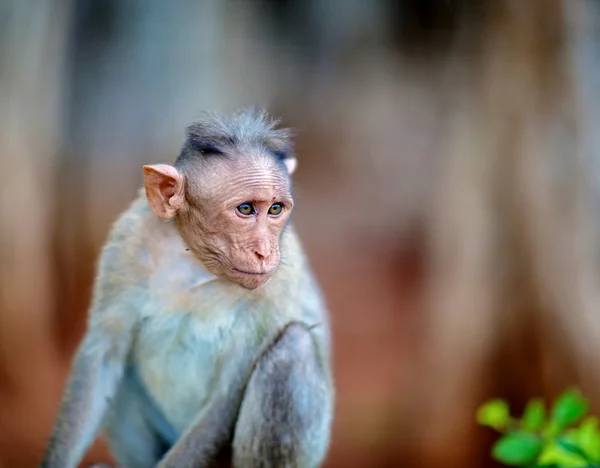 Cofano Macaque India . — Foto Stock