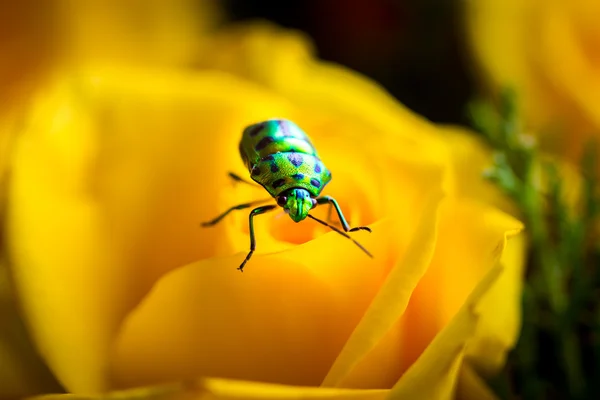 Jewel Bug India . — стоковое фото