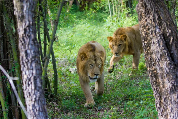 Asiatische Löwen in Indien. — Stockfoto