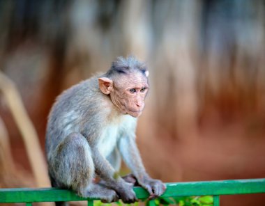 Bonnet Macaque India.