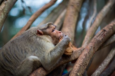 Bonnet Macaque India.