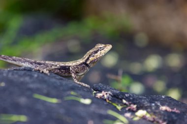 Hindistan 'da güneşte güneşlenerek ve rahatsız edici sinekleri yakalayarak zaman geçiren bir sürü kertenkele var. Normalde baş belası olarak görülür.. 