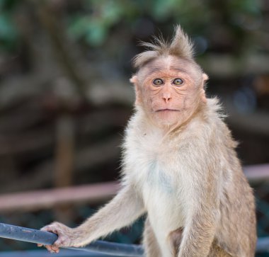 Bonnet Macaque India.