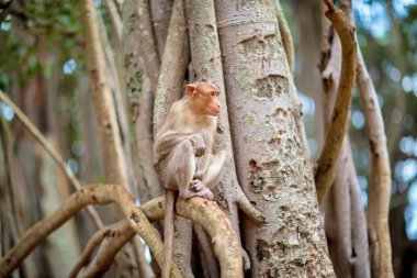 Bonnet Macaque India.