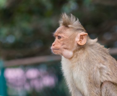 Bonnet Macaque India.