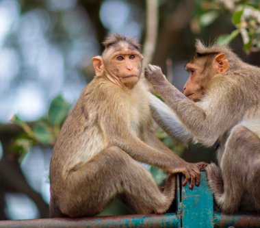 Bonnet Macaque India.