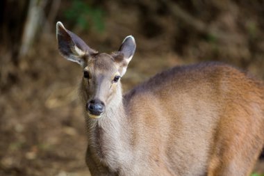 Sambar, Güney Çin ve Güneydoğu Asya 'da Hindistan' a özgü büyük bir geyik türüdür. Bu geyik genellikle kaplanlar tarafından avlanır, ama kaplanlardaki azalma nedeniyle bu artık yaygın bir görüntü..