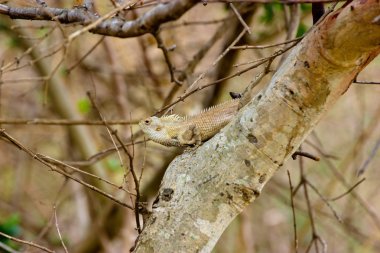 Hindistan 'da güneşte güneşlenerek ve rahatsız edici sinekleri yakalayarak zaman geçiren bir sürü kertenkele var. Normalde baş belası olarak görülür.. 