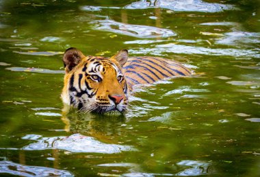 Ormanda dinlenme tiger.
