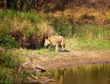 Hindistan Asya aslanı bir ulusal park.