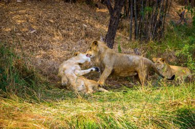 Hindistan Asya aslanı bir ulusal park.