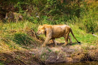 Hindistan Asya aslanı bir ulusal park.