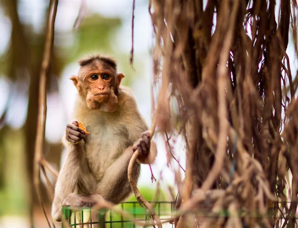 Bonnet Macaque India. — 스톡 사진