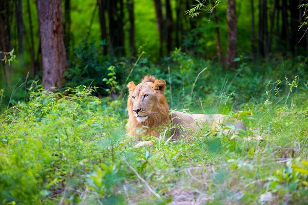 O leão asiático . — Fotografia de Stock