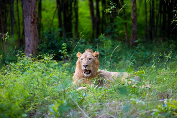 The Asiatic lion. — Stock Photo, Image