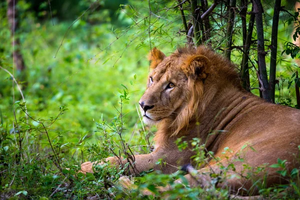 Asiatic Lions Incredible India. — Stock Photo, Image