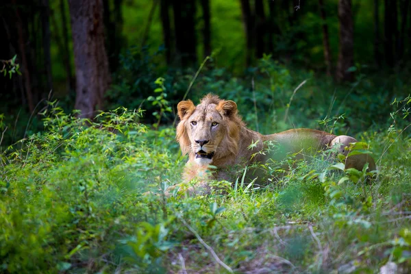 The Asiatic lion. — Stock Photo, Image