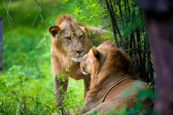 The Asiatic lion. — Stock Photo, Image