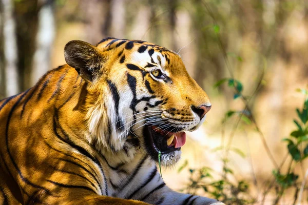 Tigre descansando na selva . — Fotografia de Stock