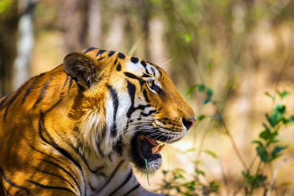 Tigre descansando en la selva . — Foto de Stock