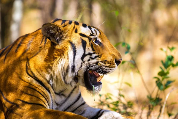 Tigre descansando na selva . — Fotografia de Stock