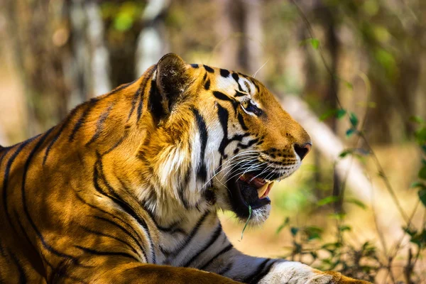 Tigre descansando na selva . — Fotografia de Stock