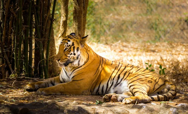 Tiger resting in the jungle. — Stock Photo, Image