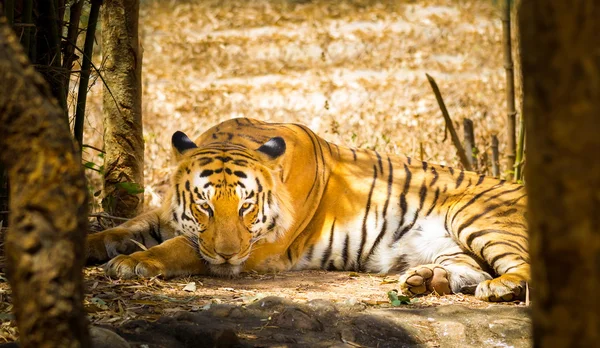 Tiger ruhen im Dschungel. — Stockfoto