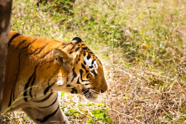 Tigre descansando na selva . — Fotografia de Stock