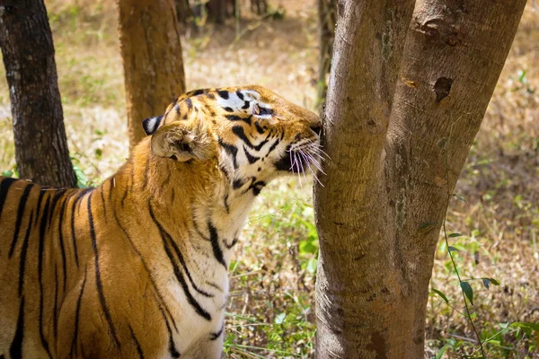Tygr v džungli. — Stock fotografie