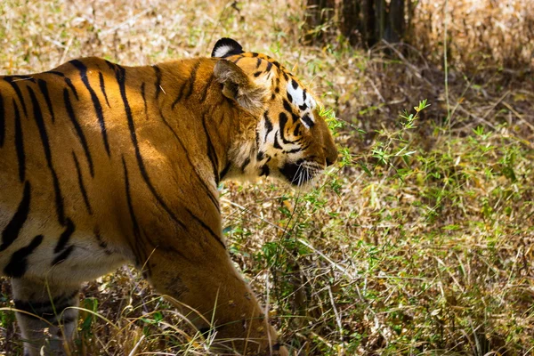 Tiger ruhen im Dschungel. — Stockfoto