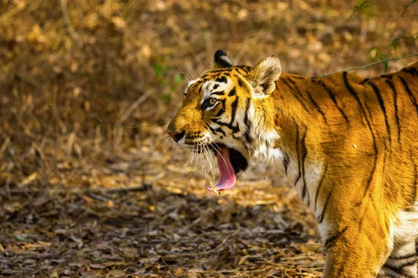 Tigre descansando na selva . — Fotografia de Stock