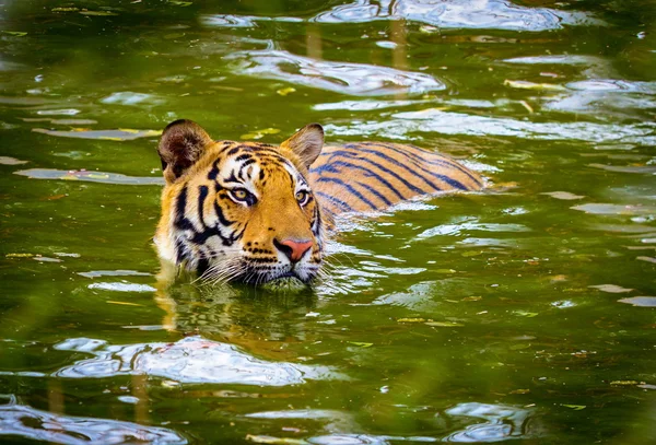 Tigre reposant dans la jungle . — Photo